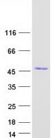 Human SEC14L3 Protein (Recombinant Myc-DDK (Flag))