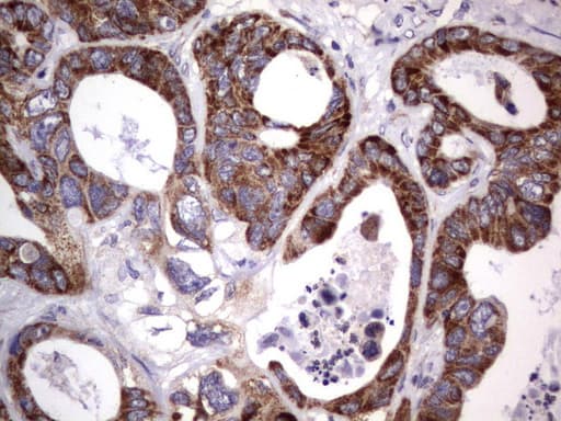 MRPS7 Antibody (aa38-242, clone UMAB156)