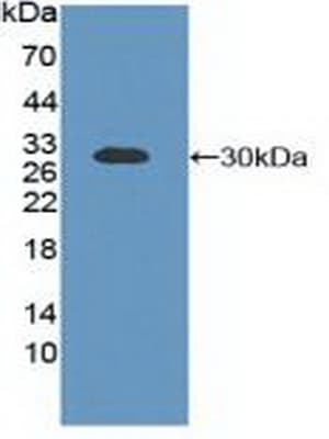 BCL2L1 / BCL-XL Antibody (aa2-212, Biotin)