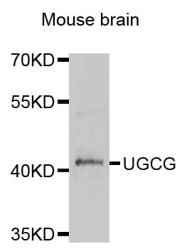 UGCG Antibody