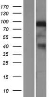 Human NRG1 / Heregulin / Neuregulin Protein (Over-Expression Lysate Myc-DDK (Flag))