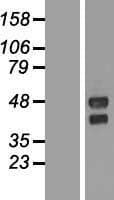 TMEM151A Protein (Over-Expression Lysate Myc-DDK (Flag))