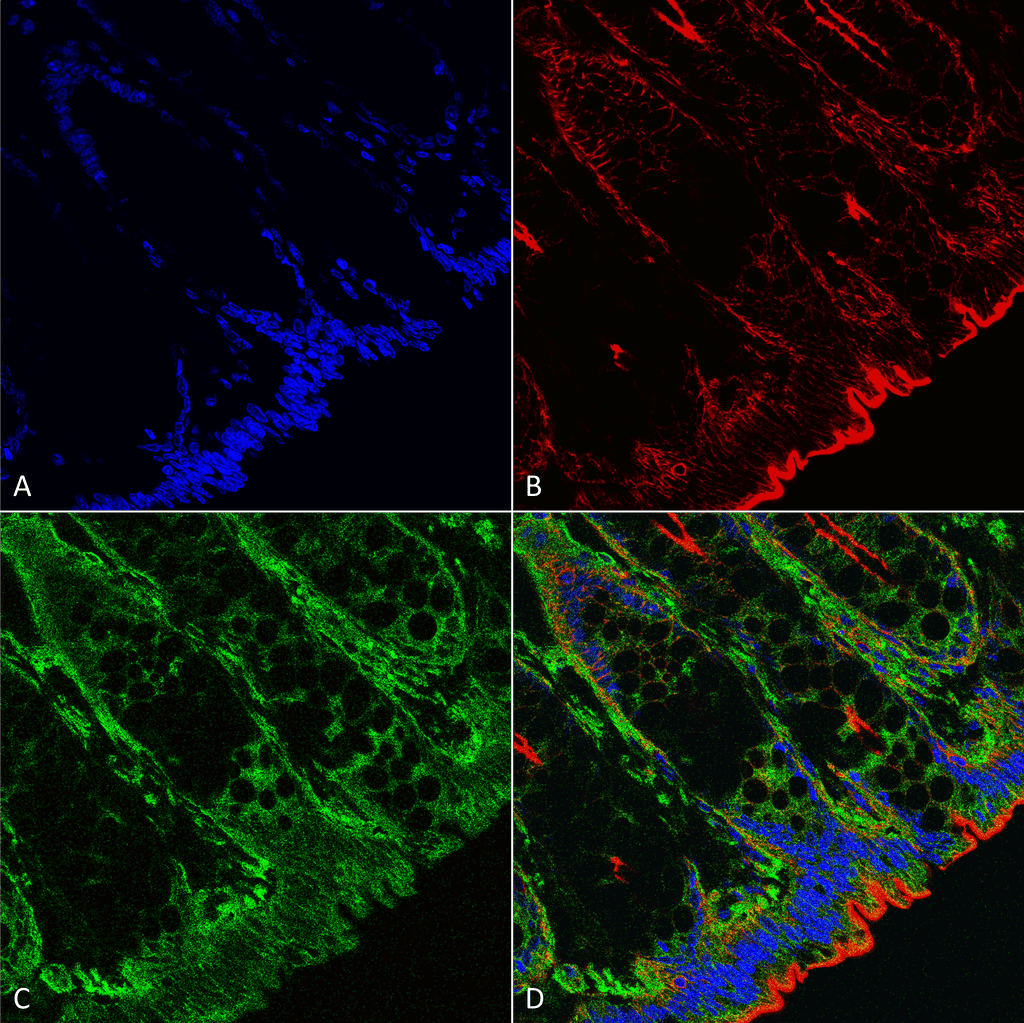 OGT / O-GLCNAC Antibody (clone 9H6, PerCP)
