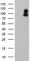 PathPlus™ FOLH1 / PSMA Antibody (clone 5C4)