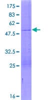 Human HAGHL Protein (Recombinant GST)