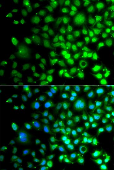 SMAD9 Antibody