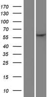 MMP27 Protein (Over-Expression Lysate Myc-DDK (Flag))