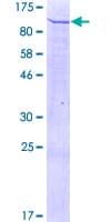 Human FRMD3 Protein (Recombinant GST)