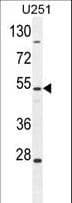 Polyclonal Rabbit anti-Human ZIK1 Antibody (aa186-215, WB)