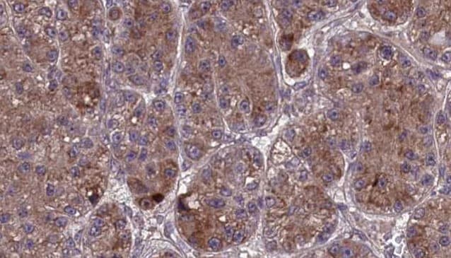 OR2L3 Antibody