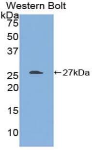 ARA55 / HIC-5 Antibody (aa256-461)