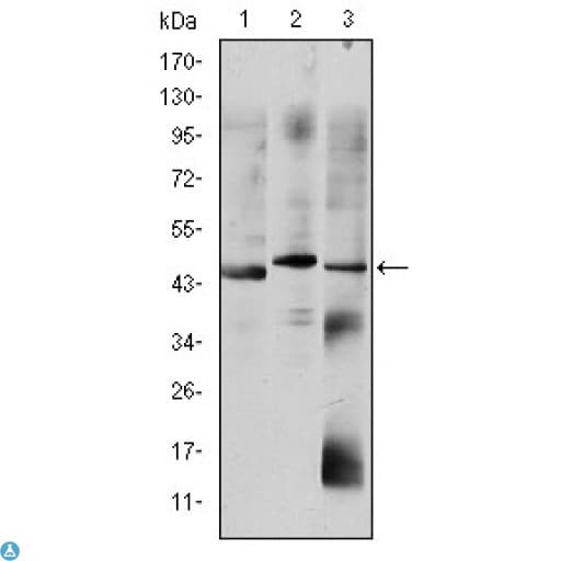 OTX2 Antibody