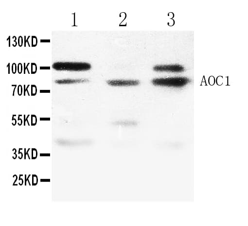 AOC1 Antibody