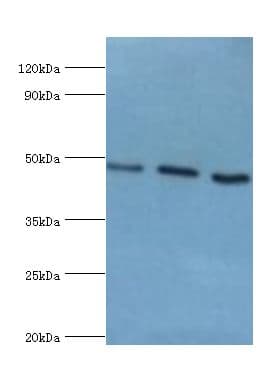 HTRA2 / OMI Antibody (aa334-458)