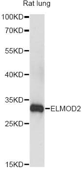 ELMOD2 Antibody