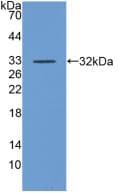 CD55 Antibody (Cy3)