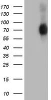 SH2B3 / LNK Antibody (clone OTI6F11)