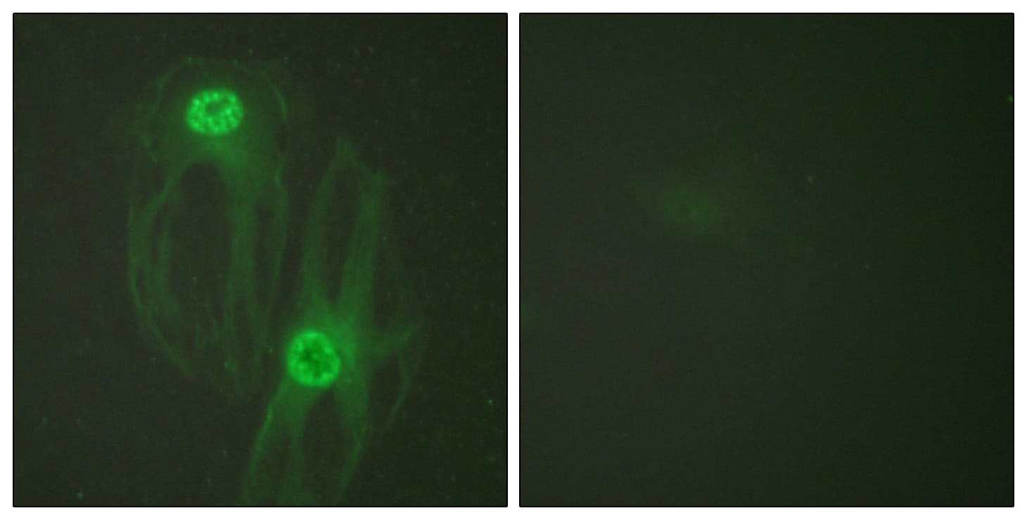 KIF11 / EG5 Antibody (aa892-941)
