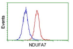 NDUFA7 Antibody (clone OTI2E4)