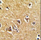 PRODH Antibody (aa130-155)