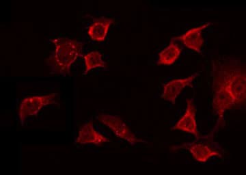 OR13C8 Antibody