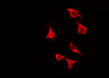 OR2H3 / OR2H2 Antibody