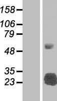 SLA2 / SLAP2 Protein (Over-Expression Lysate Myc-DDK (Flag))