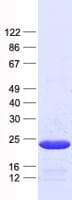 Human TCAP / Telethonin Protein (Recombinant His, N-Terminal)