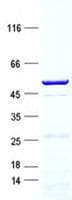 Human CTSG / Cathepsin G Protein (Recombinant GST, N-terminus + His, C-terminus)