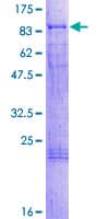 Human COAA / RBM14 Protein (Recombinant GST)