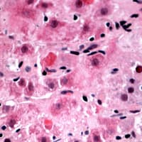 RPL39 / Ribosomal Protein L39 Antibody (N-Terminus)