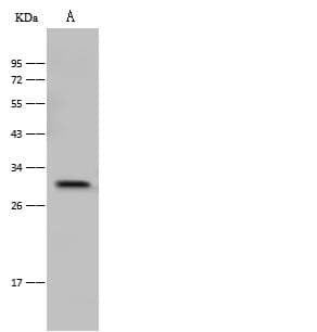 TNFRSF4 / CD134 / OX40 Antibody (Preservative Free)