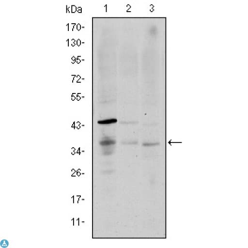 CD1A Antibody