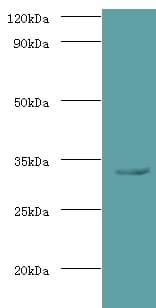 SPP1 / Osteopontin Antibody