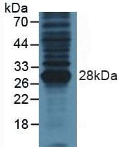 PTHLH / PTHRP Antibody (aa37-177)