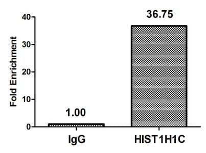 HIST1H1C Antibody