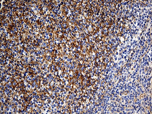 GNA14 Antibody (aa31-348, clone OTI3D3)