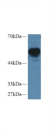 RGS7 Antibody (APC)