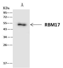 RBM17 Antibody