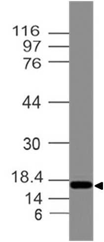 Polyclonal Rabbit anti-Human DPPA3 / STELLA Antibody (WB)