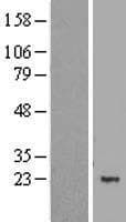 MBD3L1 Protein (Over-Expression Lysate Myc-DDK (Flag))