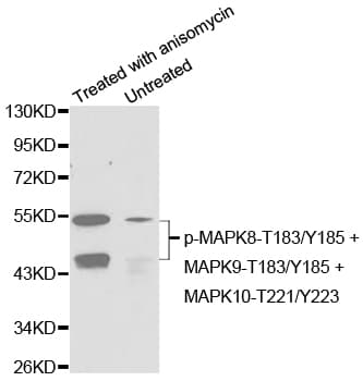 MAPK9 / JNK2 Antibody (phospho-Thr183/Tyr185)