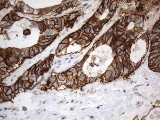 Monoclonal Mouse anti-Human CD44 Antibody (clone UMAB134, Carrier-free, IHC, IF, WB)