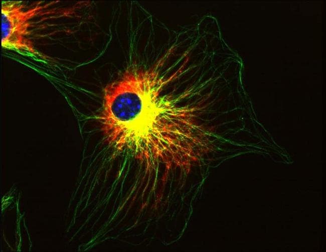 Alpha Tubulin Antibody (Amino Acid: 65-97, clone TU-01)