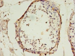MtTFA / TFAM Antibody (aa43-246)