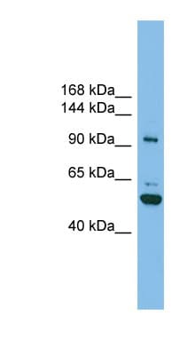 SH3BP4 Antibody (aa71-120)