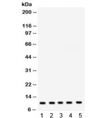 Polyclonal Rabbit anti-Human FXYD1 / Phospholemman Antibody (IHC, WB)