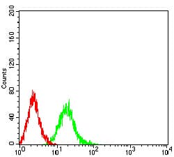 EIF4EBP1 / 4EBP1 Antibody (phospho-Ser65, clone 2D1G11)