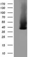 GAS7 Antibody (clone OTI8H10, Carrier-free)