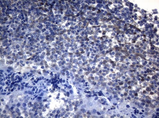 ADH5 Antibody (aa1-266, clone OTI5G4)